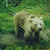 A bear at Polar Zoo at Bardu Norway (81411865)